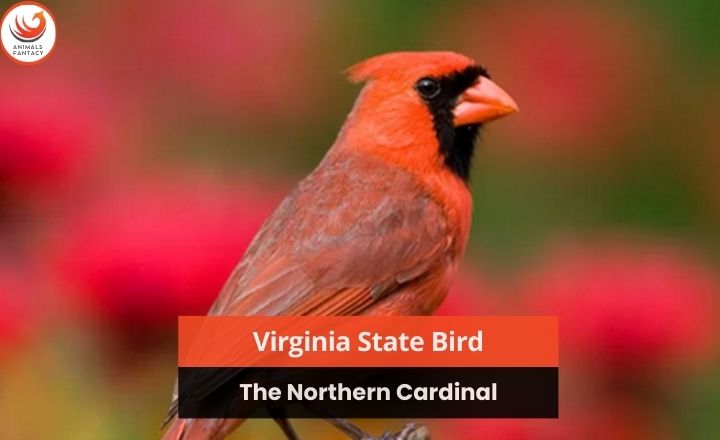 Virginia State Bird