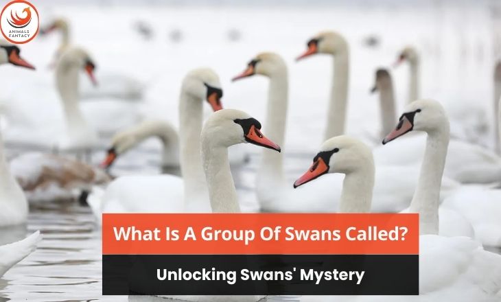 What Is A Group Of Swans Called