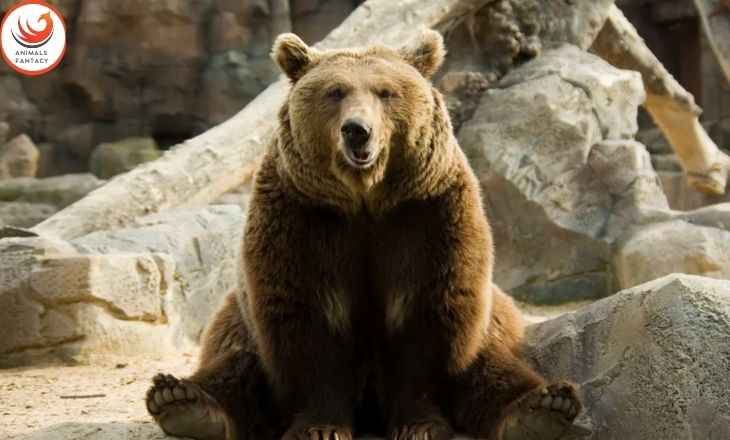 why are bears so cute but dangerous

