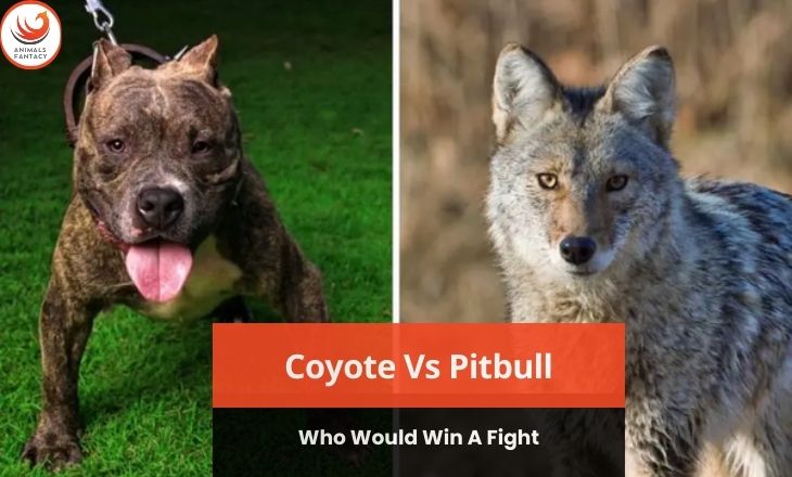 Coyote Vs Pitbull