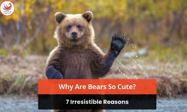 Why Are Bears So Cute